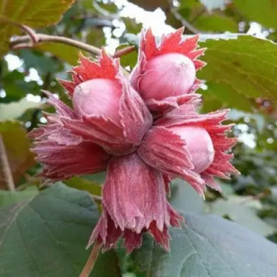 Фундук СКАРЛЕТТ в Калинковичах