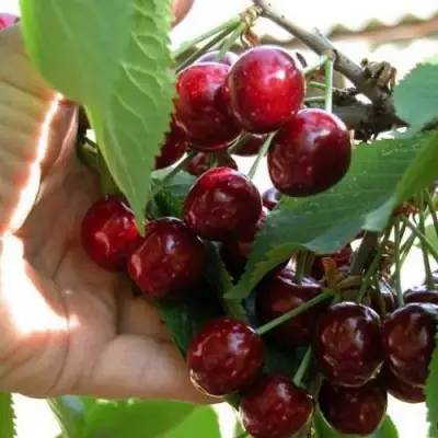 Черешня СЮБАРОВСКАЯ в Калинковичах