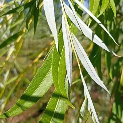 Ива ВИТЕЛЛИНА белая  в Калинковичах