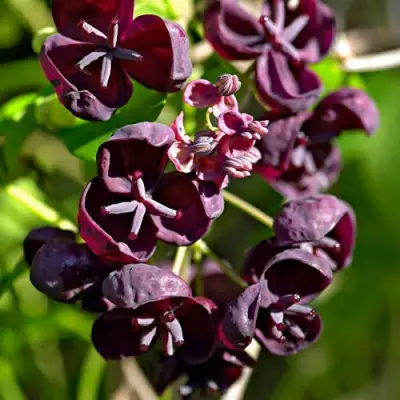 Акебия ПЯТЁРНАЯ  в Калинковичах