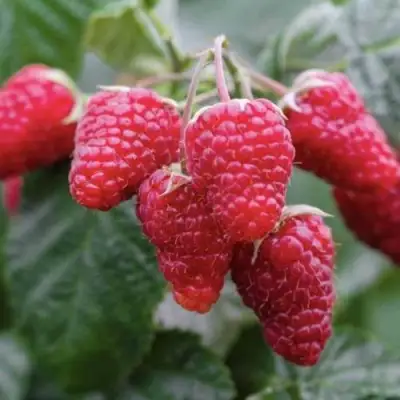 Малина МАРОСЕЙКА в Калинковичах