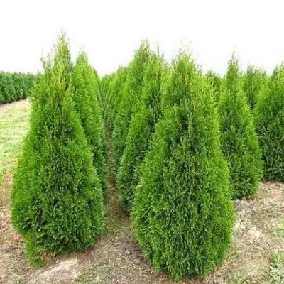 Туя СМАРАГД западная в Калинковичах