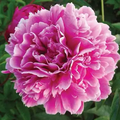 Пион ПУРПУРНАЯ ФЕЕРИЯ травянистый в Калинковичах