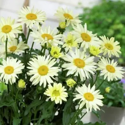 Нивяник БРОДВЕЙ ЛАЙТС великолепный в Калинковичах