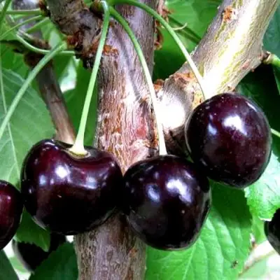 Вишня ШОКОЛАДНИЦА в Калинковичах