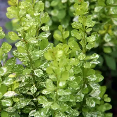 Барбарис ПАУ ВАУ тунберга в Калинковичах