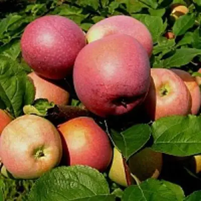 Яблоня СЛАВА ПОБЕДИТЕЛЯМ в Калинковичах