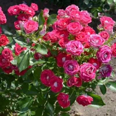 Роза ШОНЕ КОБЛЕНЦЕРИН флорибунда в Калинковичах