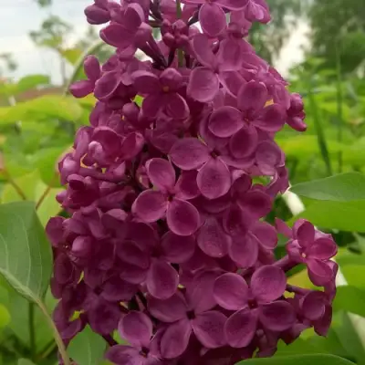 Сирень ИНДИЯ в Калинковичах