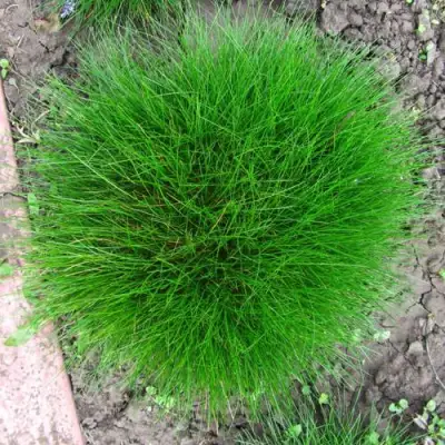 Овсяница ГОТЬЕ в Калинковичах