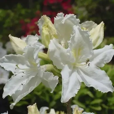 Азалия ОКСИДОЛ листопадная в Калинковичах