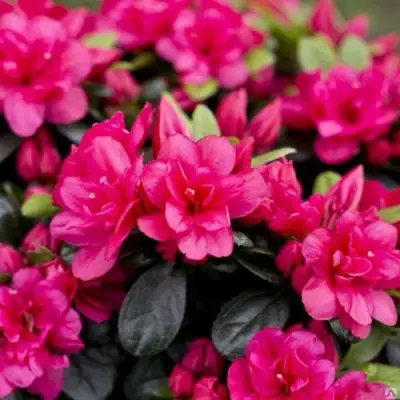 Азалия КАНЗОНЕТТА японская в Калинковичах