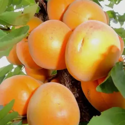 Абрикос ДЕСЕРТНЫЙ в Калинковичах