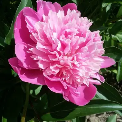 Пион ГОЛУБАЯ ХРИЗАНТЕМА травянистый в Калинковичах