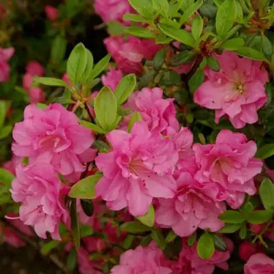 Азалия РОЗИНЕТТА японская в Калинковичах