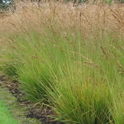 Молиния ПОЛ ПЕТЕРСОН голубая в Калинковичах