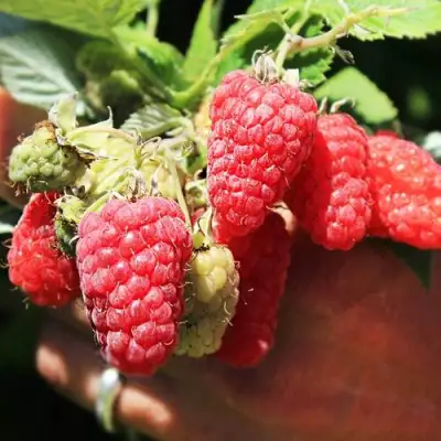 Малина ПАТРИЦИЯ в Калинковичах