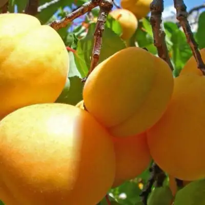 Абрикос ПАМЯТЬ ЛОЙКО в Калинковичах