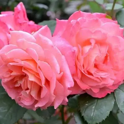 Роза ИНСТИТУТ ЛЮМЬЕР шраб в Калинковичах