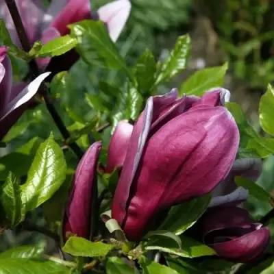 Магнолия НИГРА в Калинковичах