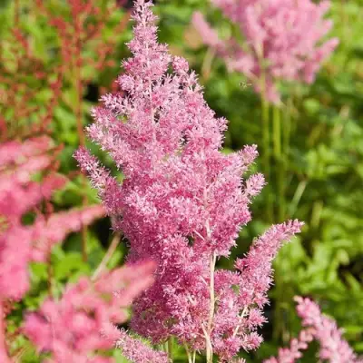 Астильба РЕЙНЛЕНД японская в Калинковичах