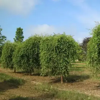 Береза САММЕР КАСКАД черная в Калинковичах