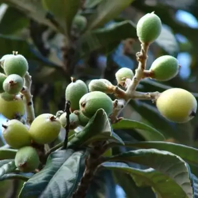 МУШМУЛА  в Калинковичах