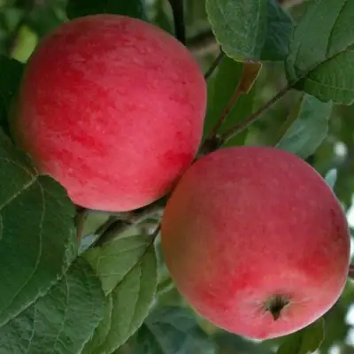 Яблоня СУЙСЛЕПСКОЕ (МАЛИНОВКА) в Калинковичах