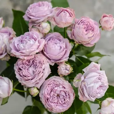 Роза ЛАВАНДЕР БАБЛС спрей в Калинковичах