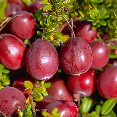 Клюква БЕН ЛИР в Калинковичах