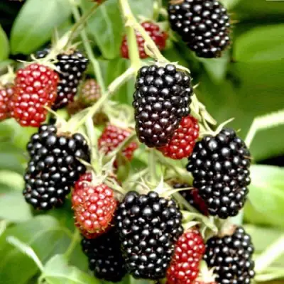 Ежемалина ДАРРОУ в Калинковичах