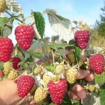 Малина ЖАР-ПТИЦА в Калинковичах