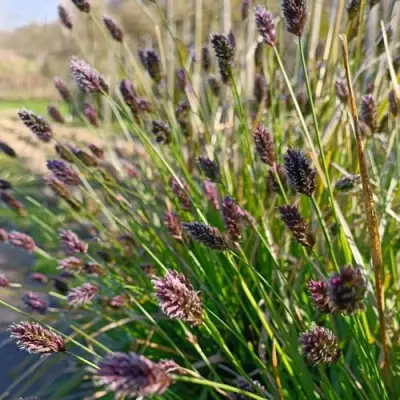 Сейслерия ХЕФЛЕРА в Калинковичах