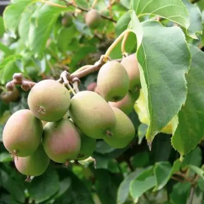 Актинидия ЛЮСИ аргута  в Калинковичах