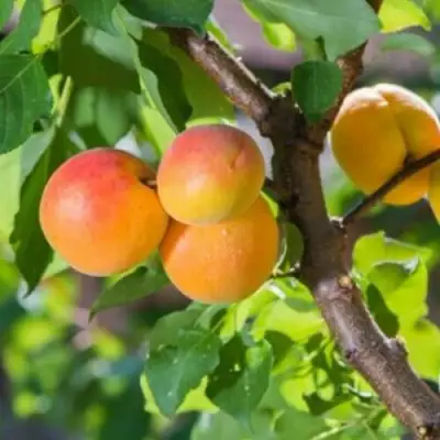 Абрикос РИТАУСМА в Калинковичах