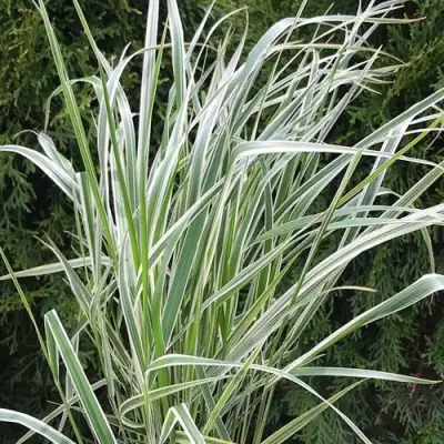 Вейник ОВЕРДАМ остроцветковый в Калинковичах