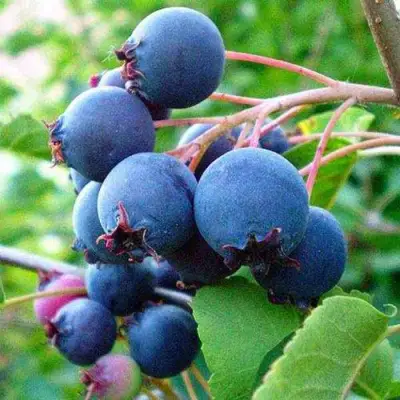 Ирга ПЕМБИНА в Калинковичах