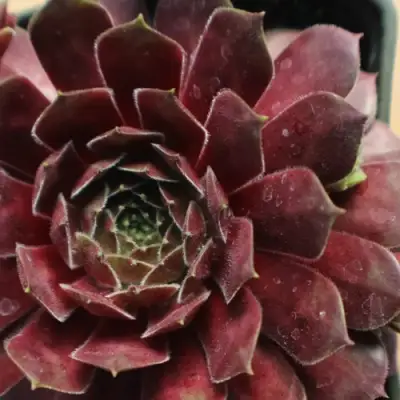 Молодило БЛЭК МОУНТЭЙН в Калинковичах