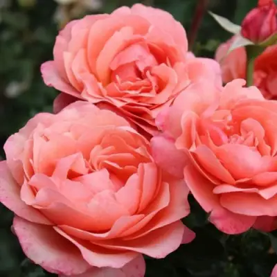 Роза КОРАЛ ЛИОНС РОУЗ флорибунда в Калинковичах