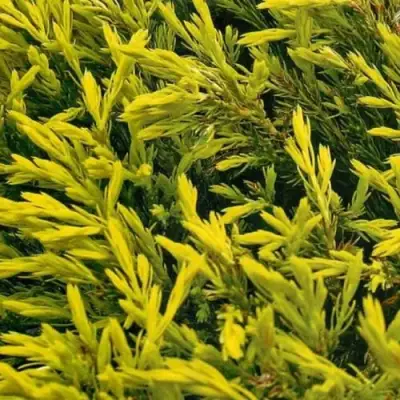 Можжевельник ЛАЙМ ГЛОУ горизонтальный  в Калинковичах