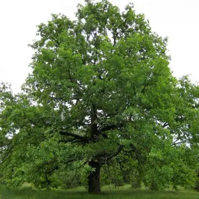 Дуб черешчатый в Калинковичах