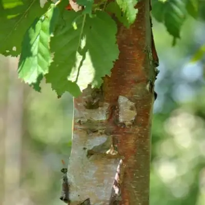Береза бумажная в Калинковичах