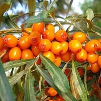 Облепиха БОТАНИЧЕСКАЯ в Калинковичах