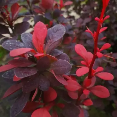 Барбарис РЕД ПИЛЛАР тунберга в Калинковичах