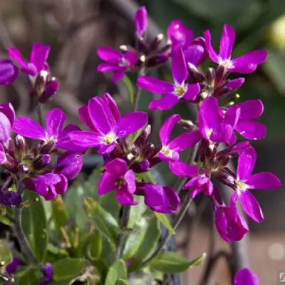 Арабис РОУЗ делайт в Калинковичах