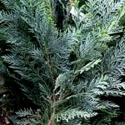 Кипарисовик ДАРТС БЛЮ РИББОН лавсона в Калинковичах