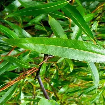 Ива ломкая  в Калинковичах