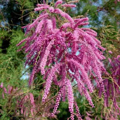 Тамарикс ПИНК КАСКАД в Калинковичах