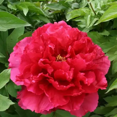 Пион АРОМАТНОЕ ВОСПОМИНАНИЕ древовидный в Калинковичах