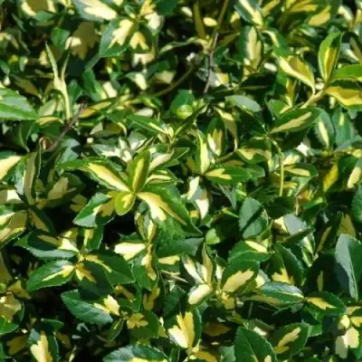 Бересклет САНСПОТ форчуна в Калинковичах